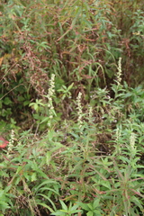Artemisia integrifolia