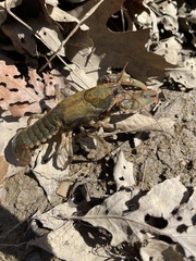 Lacunicambarus polychromatus