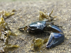 Petrolisthes