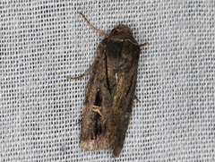 Proteuxoa microspila