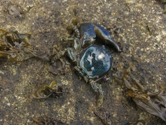 Petrolisthes