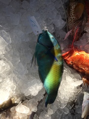 Halichoeres radiatus