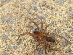 Araneae