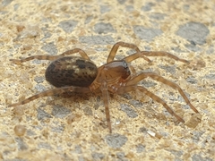Araneae