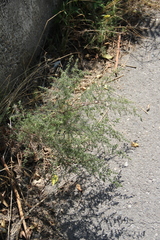 Artemisia marschalliana