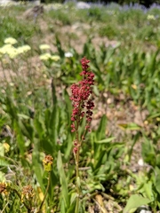 Rumex paucifolius