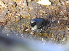 Myrmoborus myotherinus