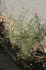 Artemisia marschalliana