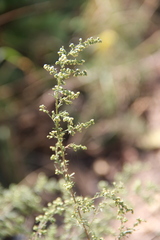 Artemisia marschalliana