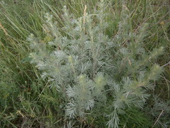 Artemisia marschalliana