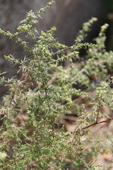 Artemisia marschalliana