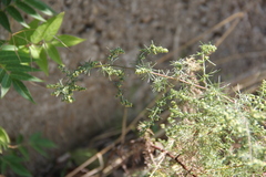 Artemisia marschalliana
