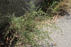 Artemisia marschalliana