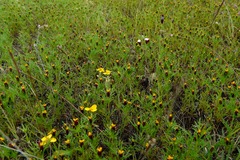 Melampodium longipilum