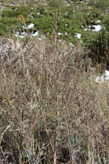 Artemisia marschalliana