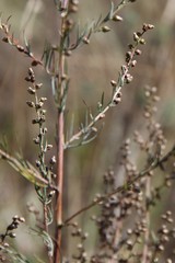 Artemisia marschalliana