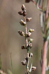 Artemisia marschalliana