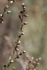Artemisia marschalliana
