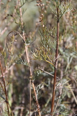 Artemisia marschalliana