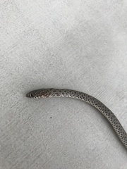 Dolichophis jugularis