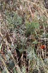 Artemisia marschalliana