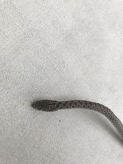 Dolichophis jugularis