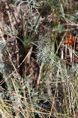 Artemisia marschalliana