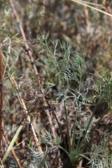 Artemisia marschalliana