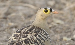 Pterocles quadricinctus