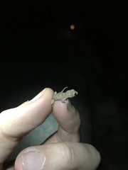 Mediodactylus orientalis