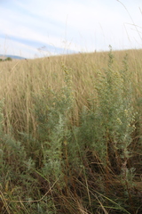 Artemisia pontica