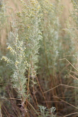 Artemisia pontica