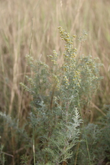 Artemisia pontica