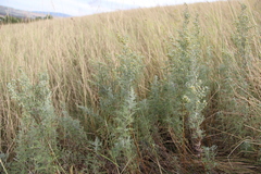 Artemisia pontica
