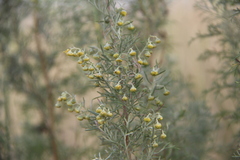 Artemisia pontica