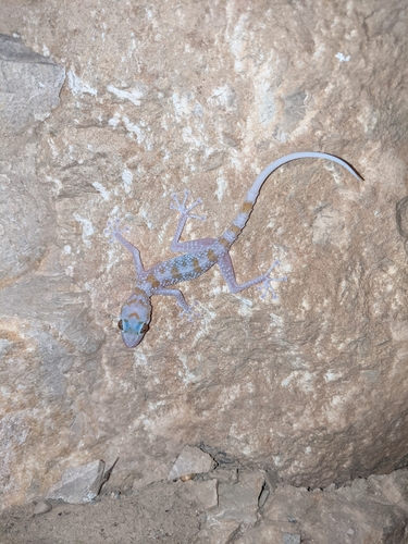 Gardners’ Leaf-toed Gecko, Asaccus gardneri