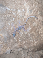 Gardner's Leaf-Toed Gecko photo 1