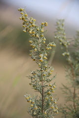 Artemisia pontica
