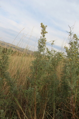 Artemisia pontica
