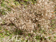 Erigeron divaricatus