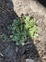Cardamine hirsuta