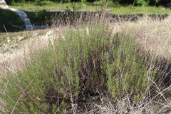 Artemisia salsoloides
