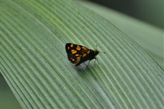 Metisella