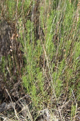 Artemisia salsoloides