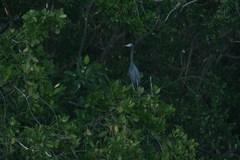 Egretta caerulea