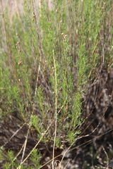 Artemisia salsoloides