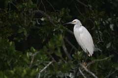 Egretta thula
