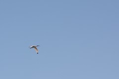 Eudocimus albus