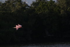 Platalea ajaja