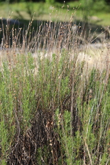 Artemisia salsoloides
